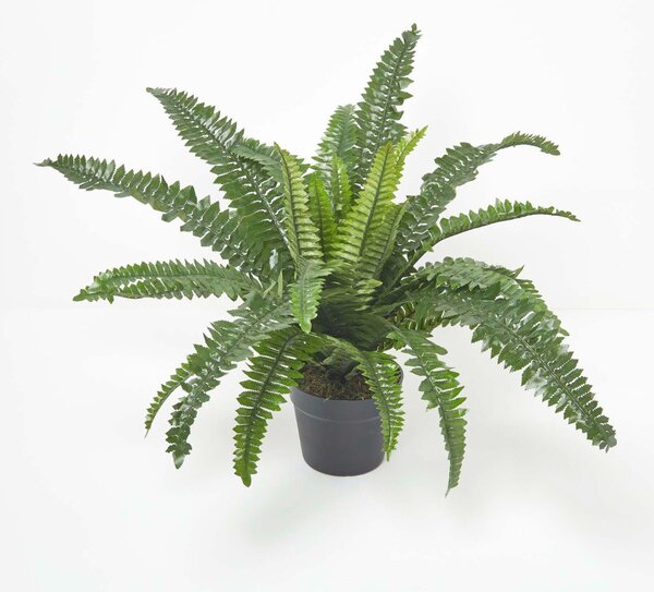 Homescapes 60 cm Tall Boston Fern Artificial Fern Plant in Pot