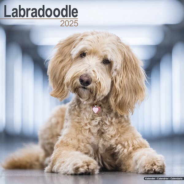 Calendar 2025 Labradoodle