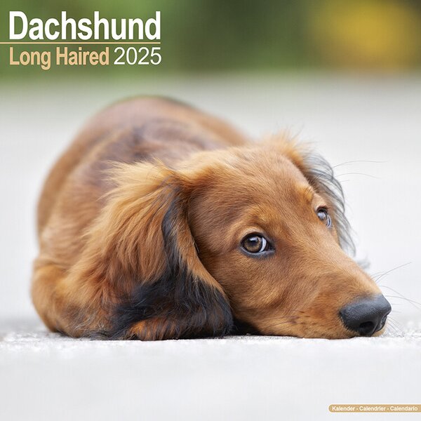 Calendar 2025 Longhaired Dachshund