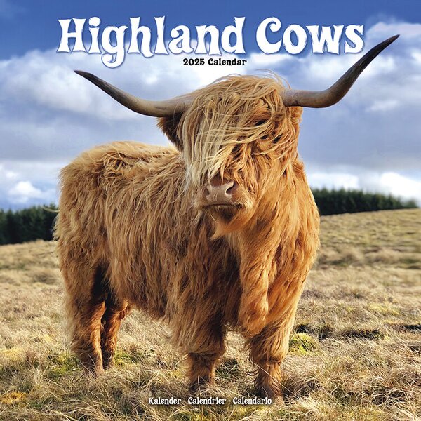 Calendar 2025 Cows - Highland