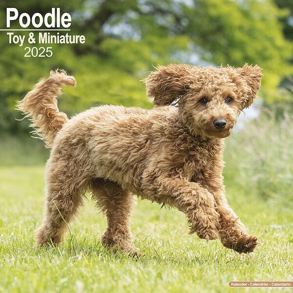 Calendar 2025 Poodle