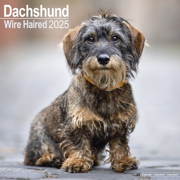 Calendar 2025 Wirehaired Dachshund