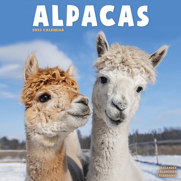 Calendar 2025 Alpacas