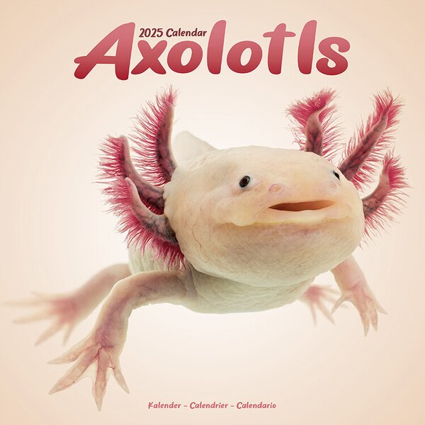 Calendar 2025 Axolotls