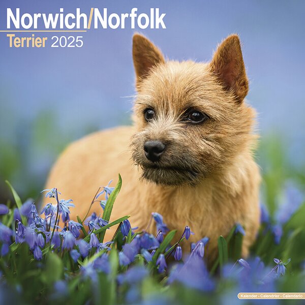 Calendar 2025 Norwich/Norfolk Terrier