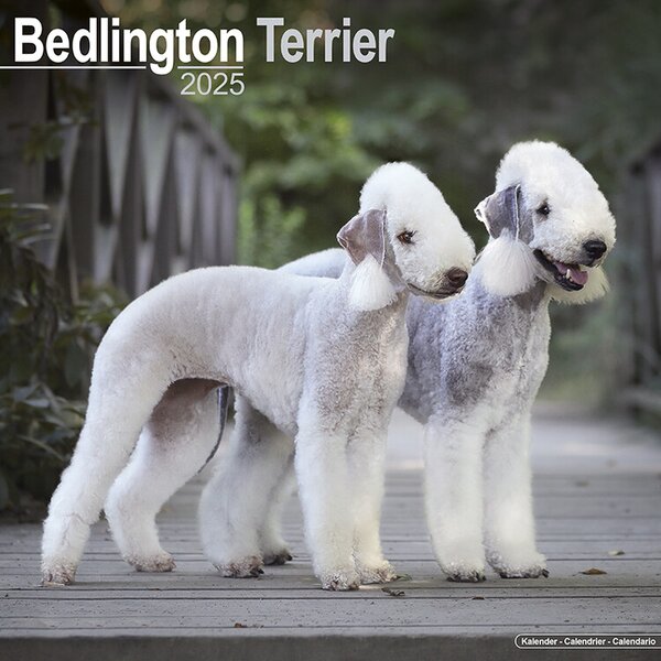 Calendar 2025 Bedlington Terrier