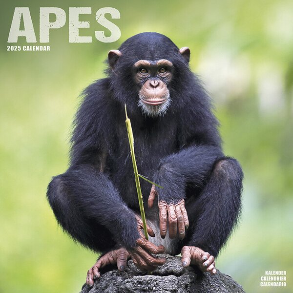 Calendar 2025 Apes