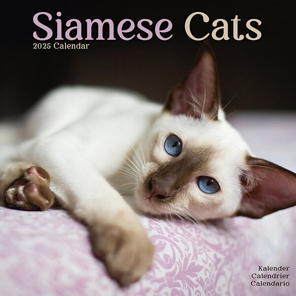 Calendar 2025 Cats - Siamese