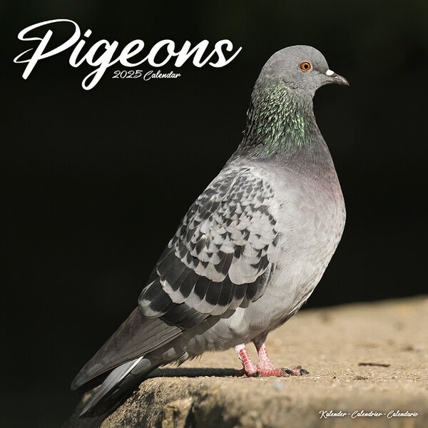 Calendar 2025 Pigeons