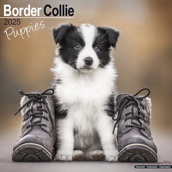 Calendar 2025 Border Collie Puppies