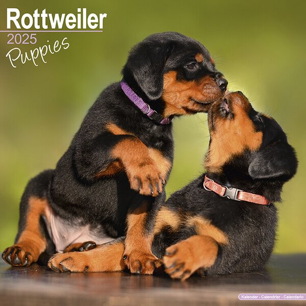 Calendar 2025 Rottweiler Puppies