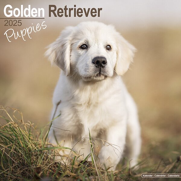 Calendar 2025 Golden Retriever Puppies