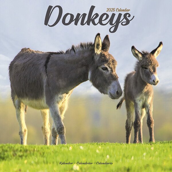 Calendar 2025 Donkeys