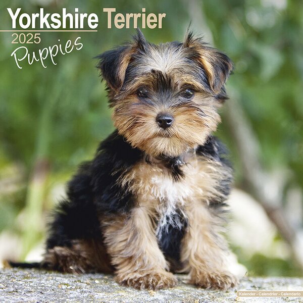 Calendar 2025 Yorkshire Terrier Puppies