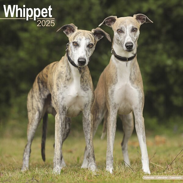 Calendar 2025 Whippet