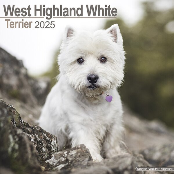 Calendar 2025 West Highland Terrier