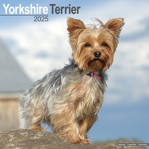 Calendar 2025 Yorkshire Terrier