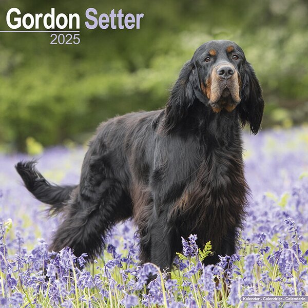 Calendar 2025 Gordon Setter