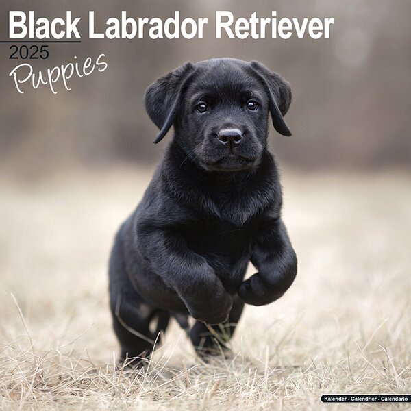 Calendar 2025 Black Labrador Puppies