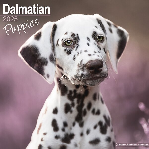 Calendar 2025 Dalmatian Puppies