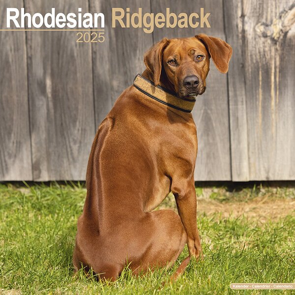 Calendar 2025 Rhodesian Ridgeback