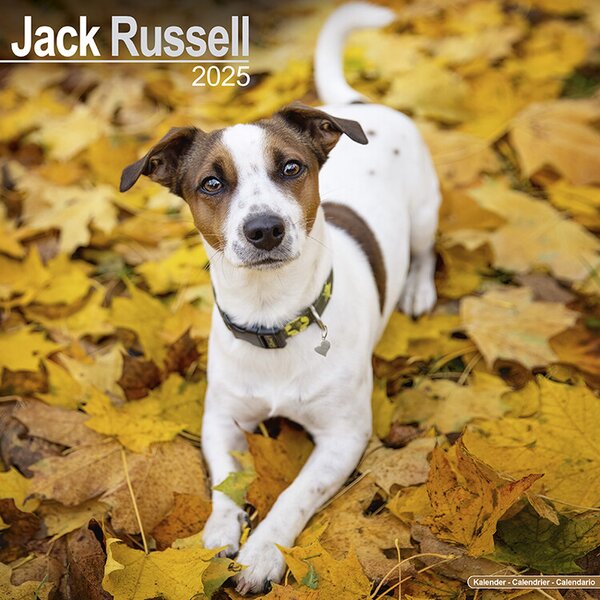 Calendar 2025 Jack Russell