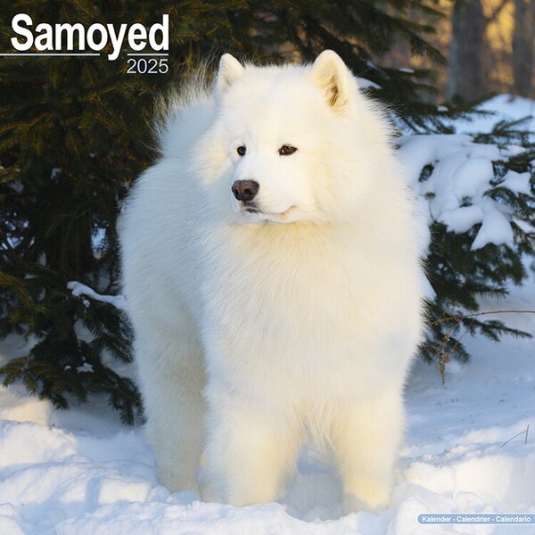 Calendar 2025 Samoyed