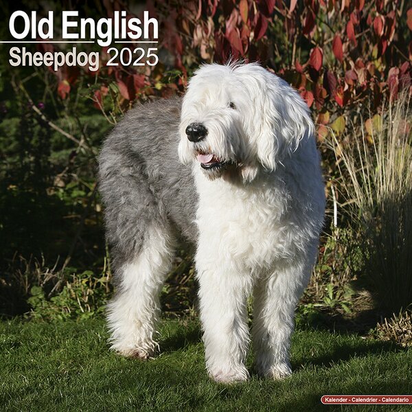 Calendar 2025 Old English Sheepdog