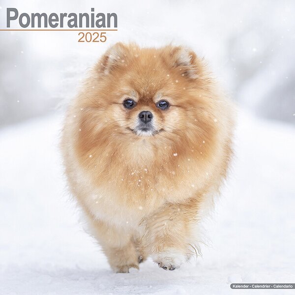 Calendar 2025 Pomeranian