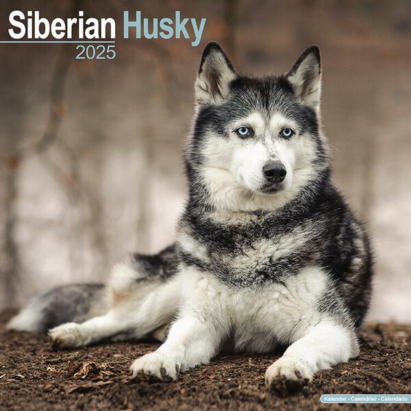 Calendar 2025 Siberian Husky