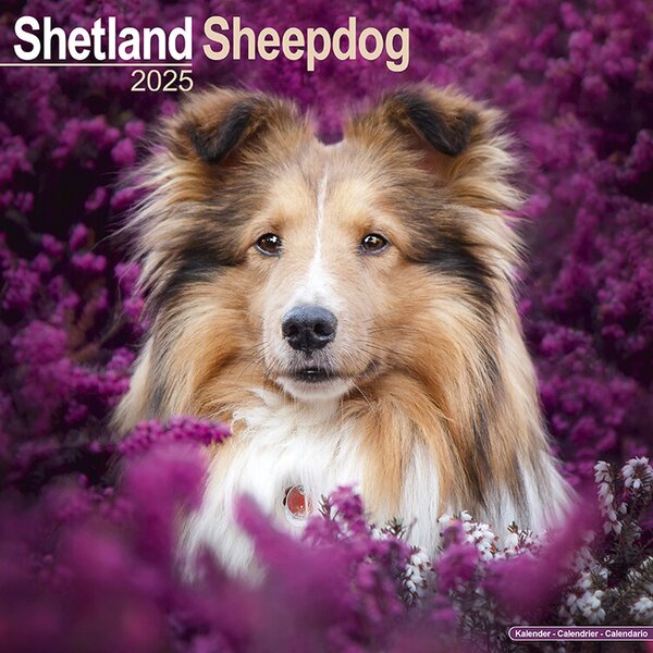 Calendar 2025 Shetland Sheepdog