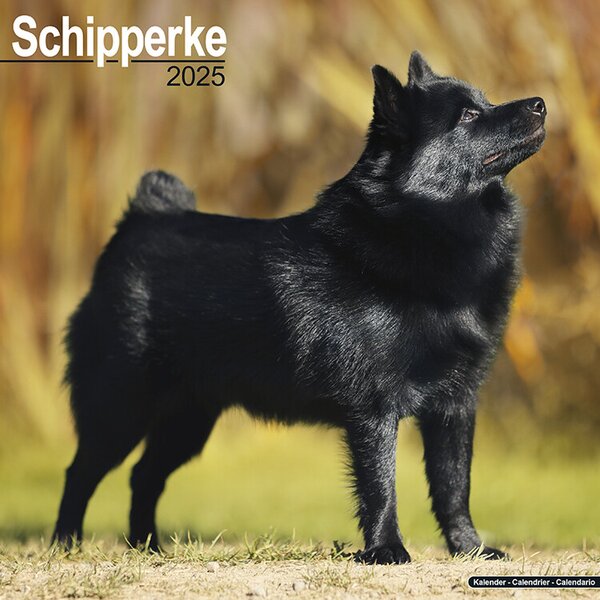 Calendar 2025 Schipperke