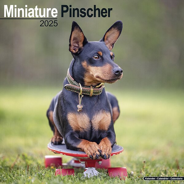 Calendar 2025 Miniature Pinscher