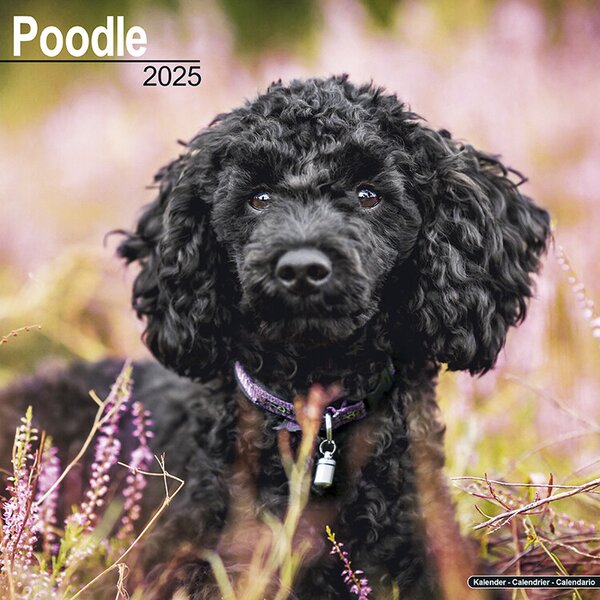 Calendar 2025 Poodle