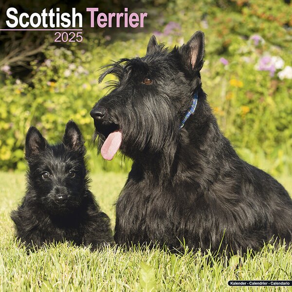 Calendar 2025 Scottish Terrier