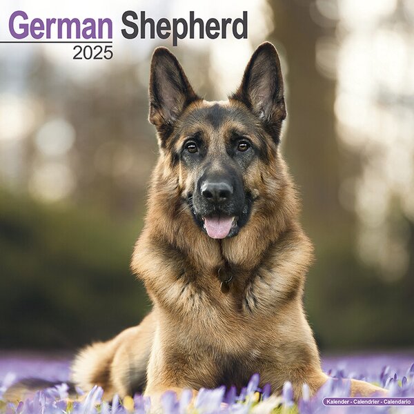 Calendar 2025 German Shepherd