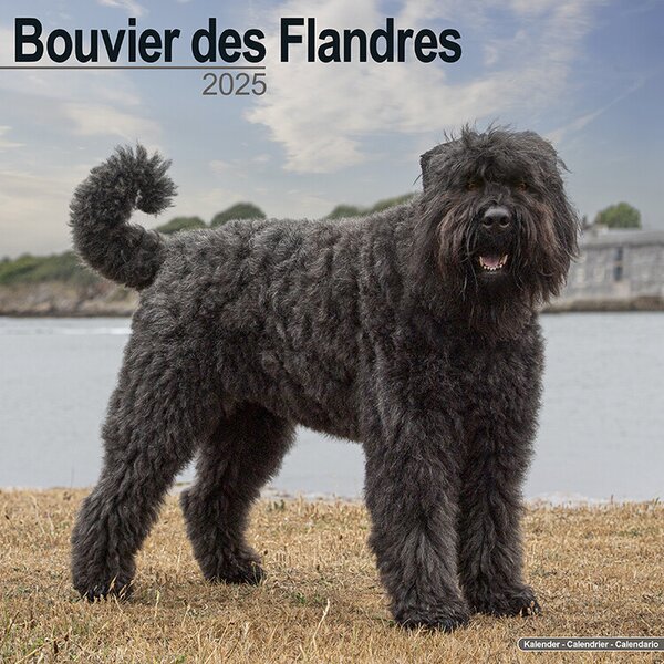 Calendar 2025 Bouvier des Flandres