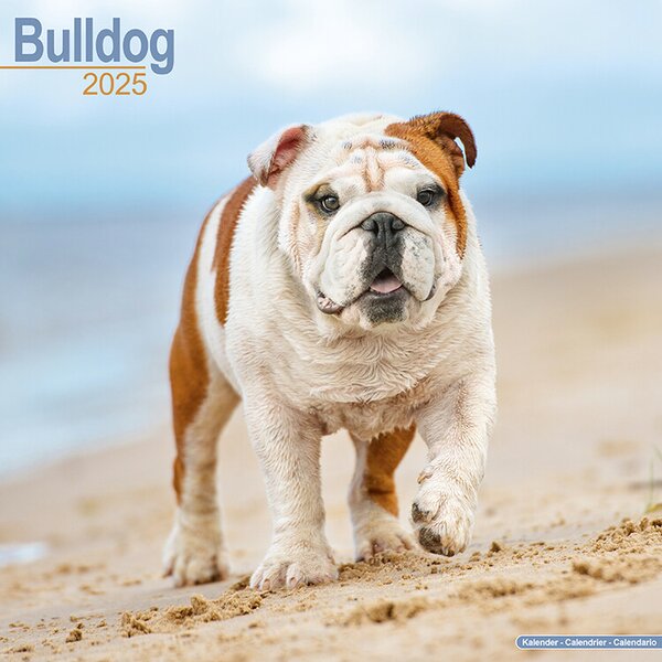 Calendar 2025 Bulldog