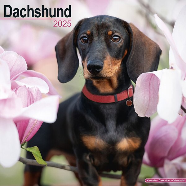 Calendar 2025 Dachshund