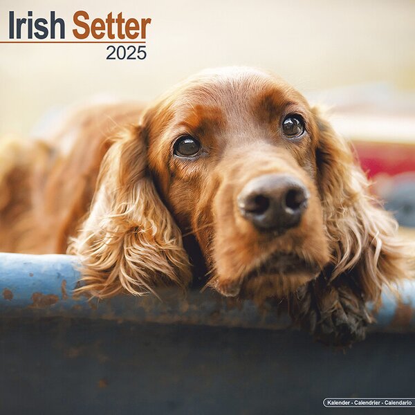 Calendar 2025 Irish Setter