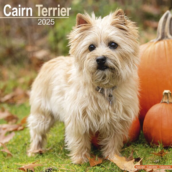 Calendar 2025 Cairn Terrier