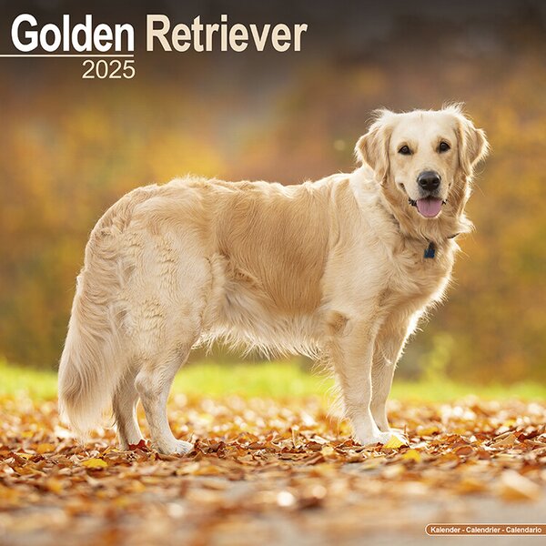 Calendar 2025 Golden Retriever