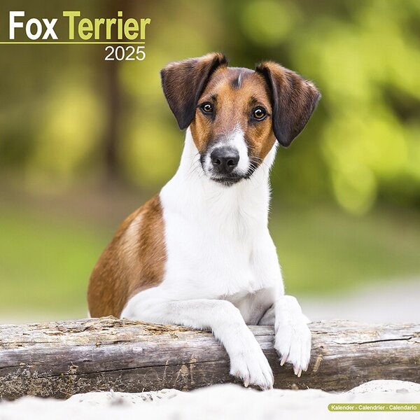 Calendar 2025 Fox Terrier