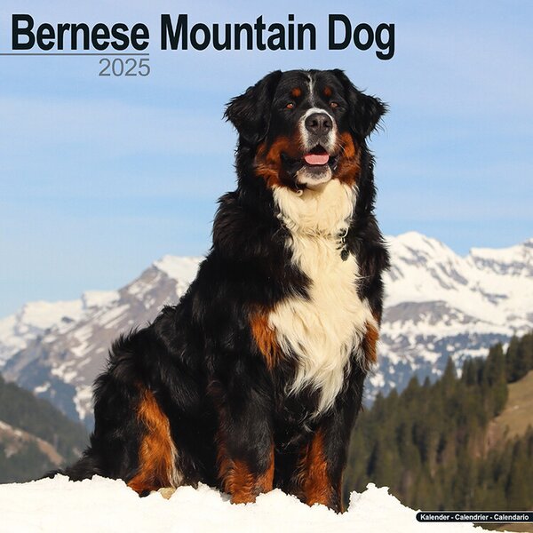 Calendar 2025 Bernese Mountain Dog