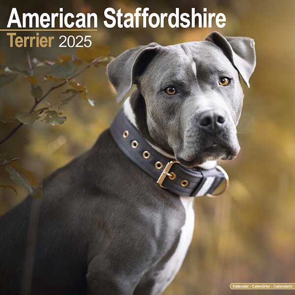 Calendar 2025 American Staffordshire Terrier