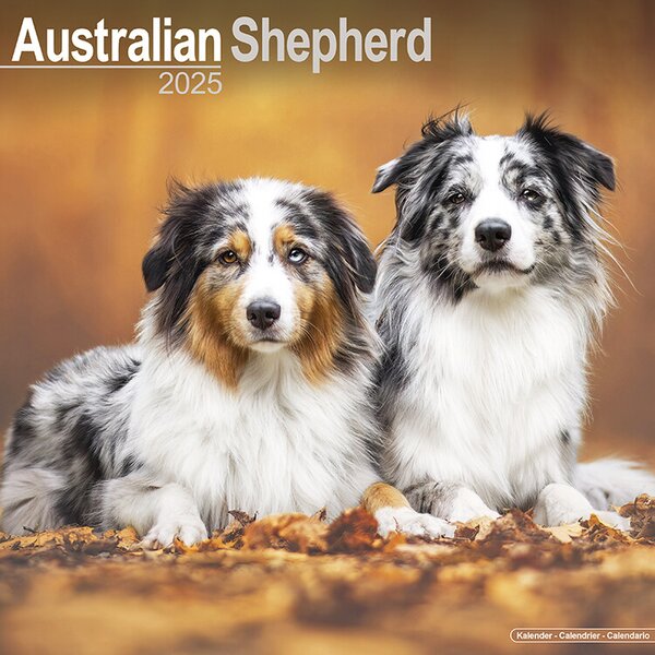 Calendar 2025 Australian Shepherd