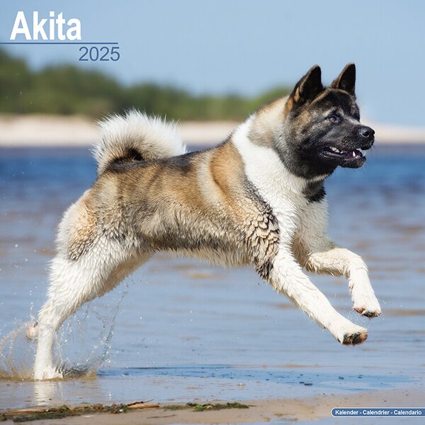 Calendar 2025 Akita