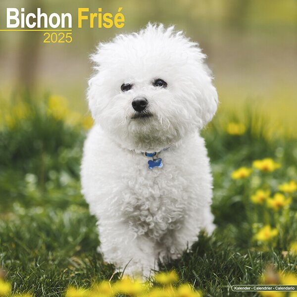 Calendar 2025 Bichon Frise