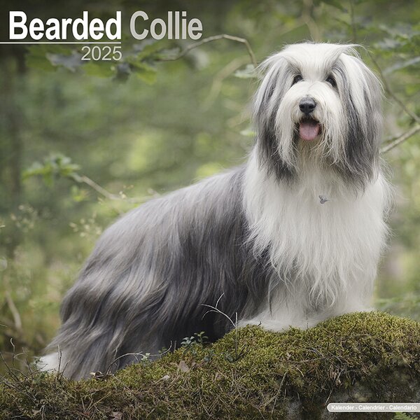 Calendar 2025 Bearded Collie