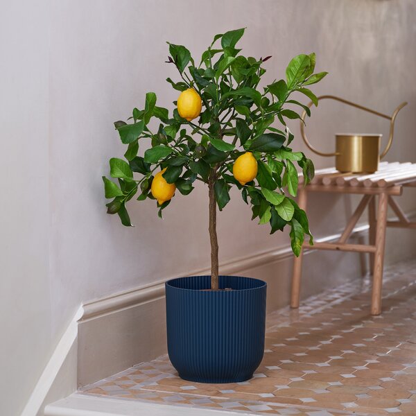 Beards & Daisies Citrus Lemon Tree House Plant in Vibes Pot Plastic Teal